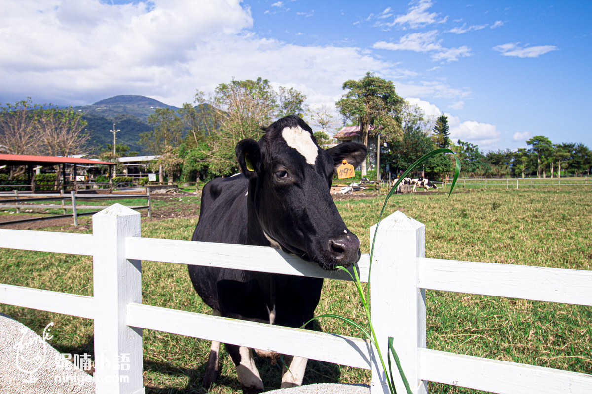 瑞穗旅遊景點｜瑞穗牧場。乳牛餵食親子同樂趣味高