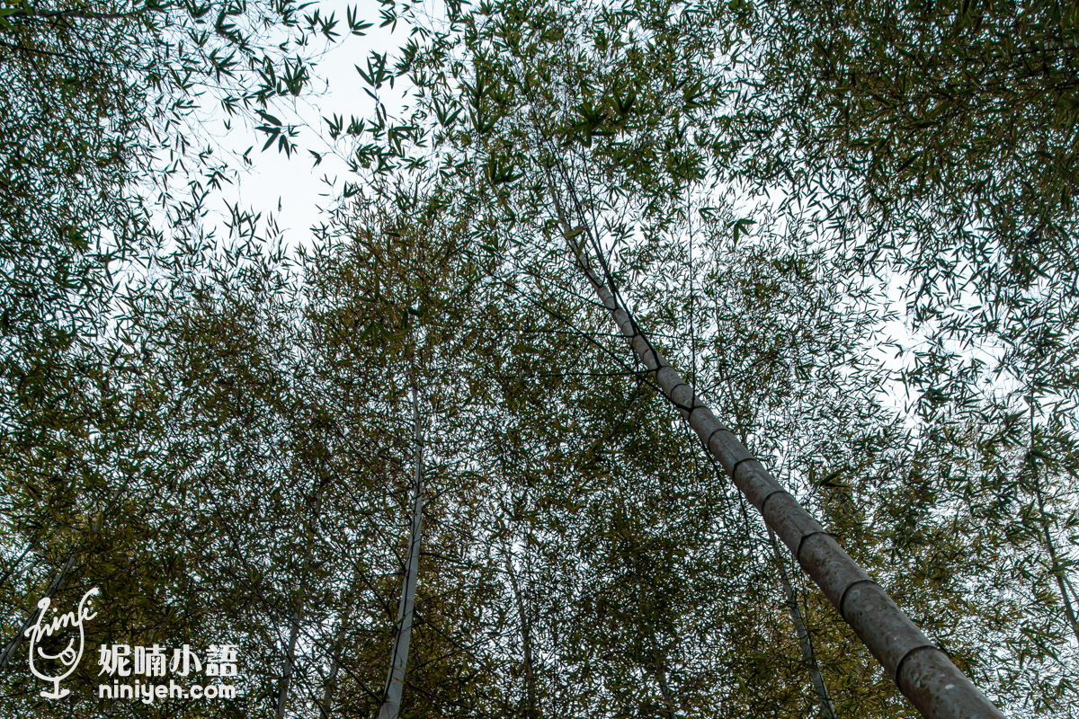 溪頭景點｜孟宗竹林古戰場。好萊塢巨星凱特布蘭琪拍片密境