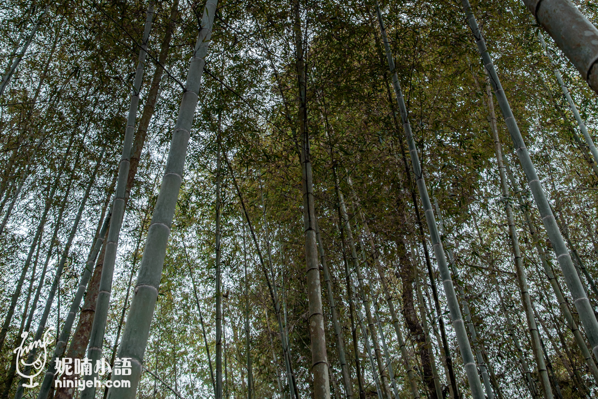 溪頭景點｜孟宗竹林古戰場。好萊塢巨星凱特布蘭琪拍片密境