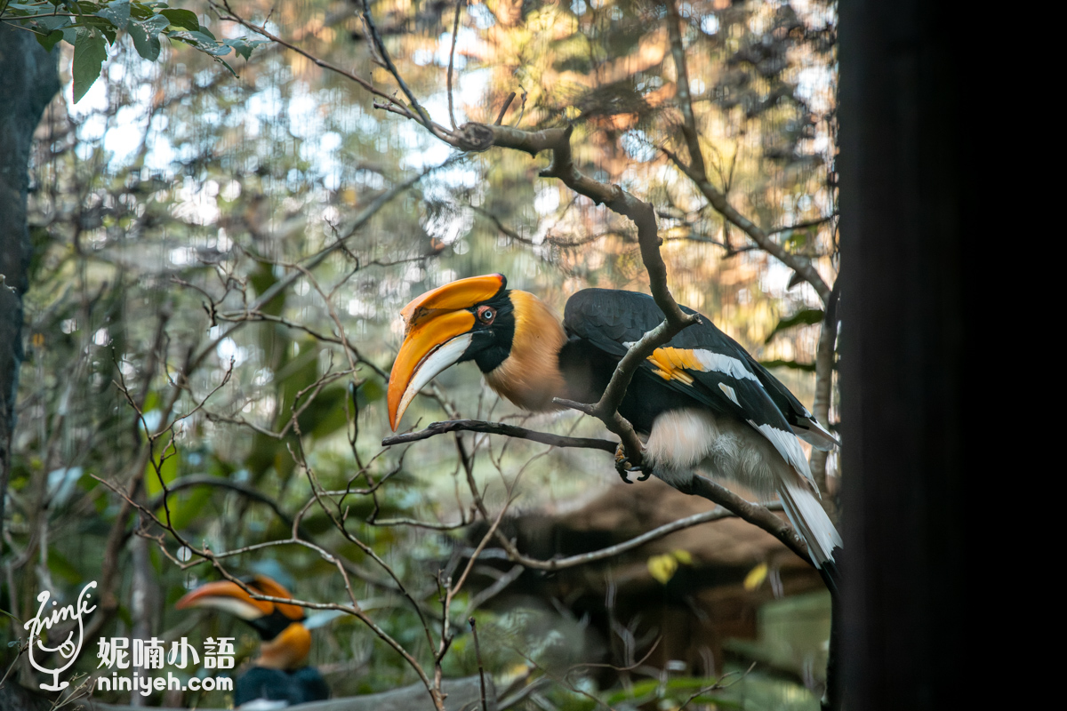 【懶人包2024】台北市立動物園10大明星動物。木柵動物園一日遊交通、門票、參觀攻略