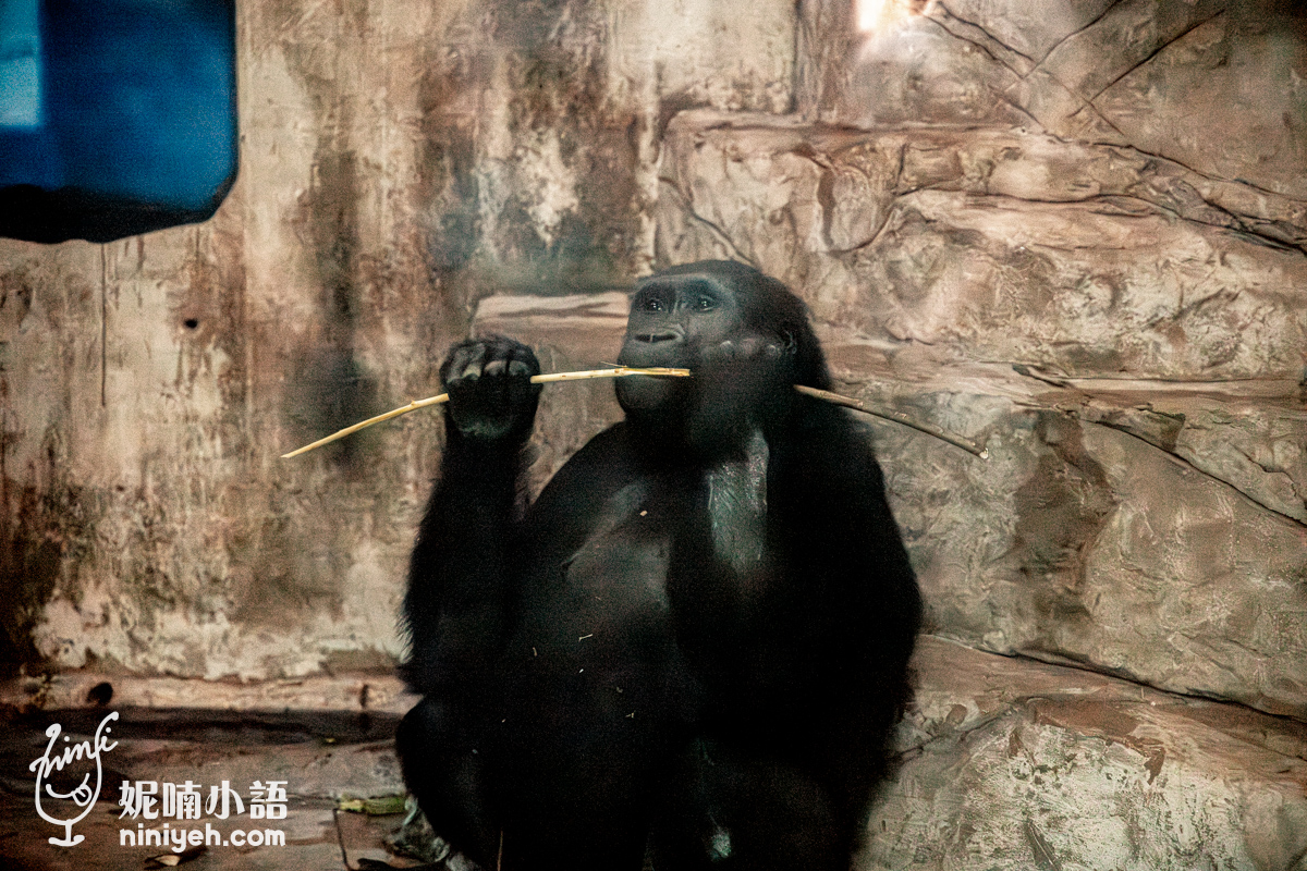 【懶人包2024】台北市立動物園10大明星動物。木柵動物園一日遊交通、門票、參觀攻略