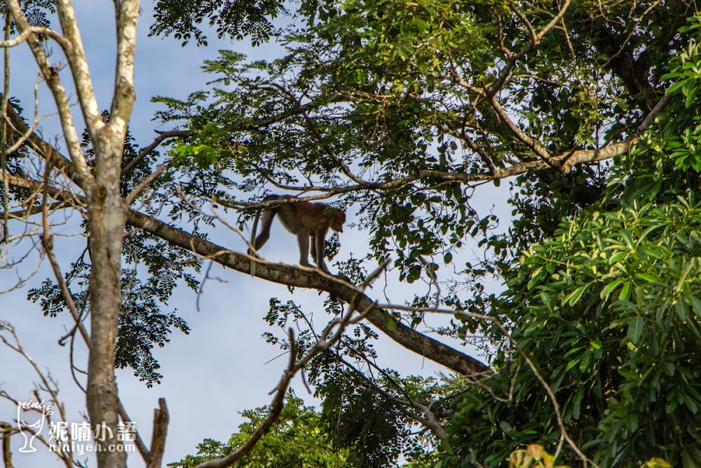 Kawa Kawa 紅樹林 長鼻猴 螢火蟲 雨林秘境