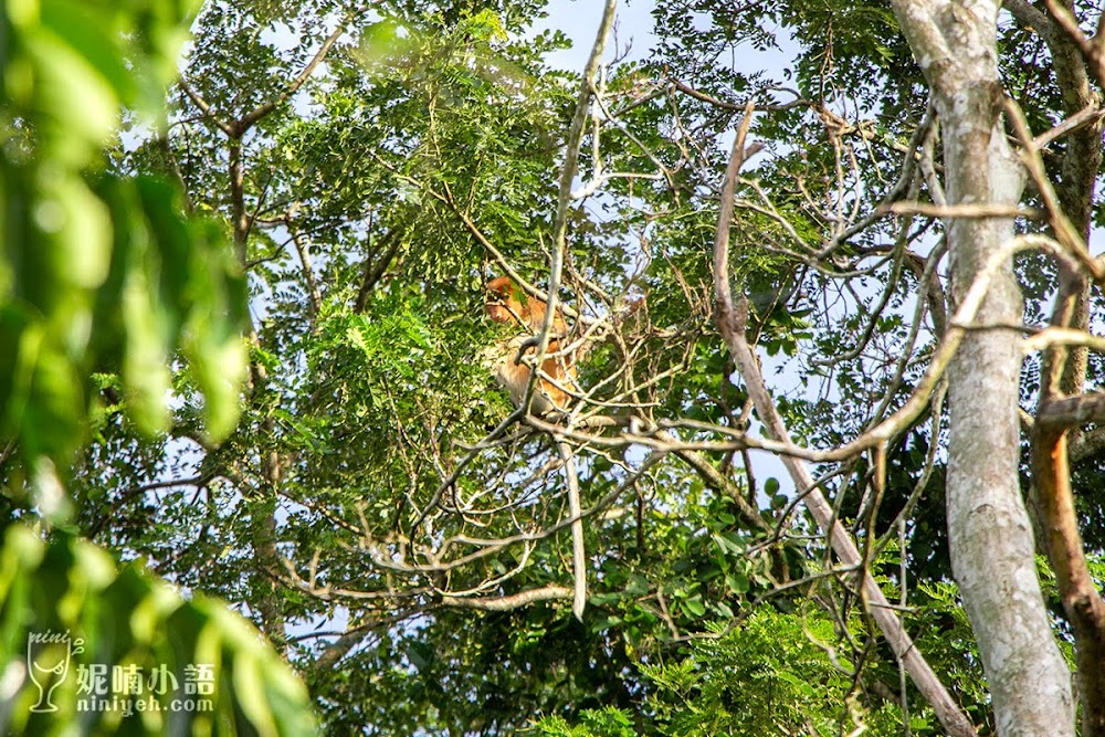 Kawa Kawa 紅樹林 長鼻猴 螢火蟲 雨林秘境