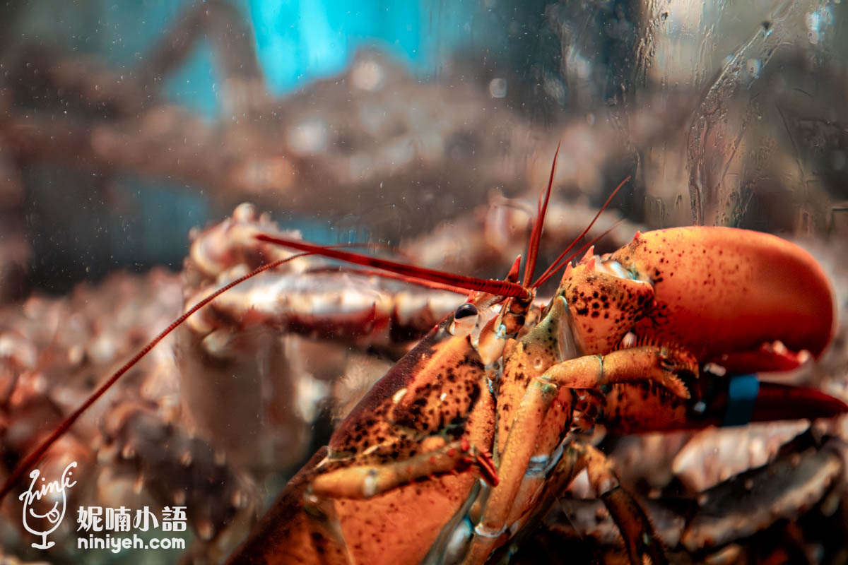 波波海鮮市集｜內湖餐酒館推薦！零時差鮮味！大啖波士頓龍蝦