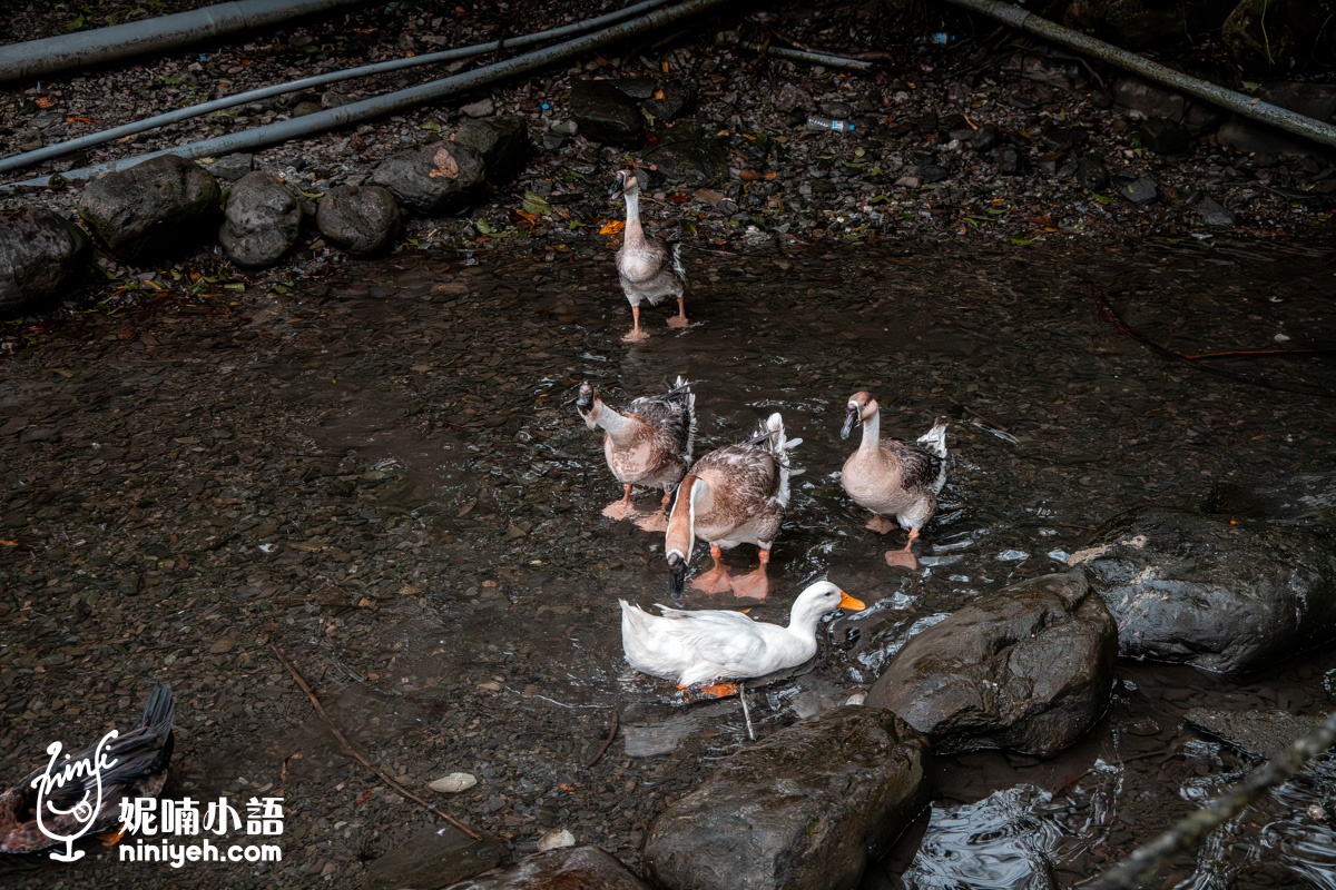 三富休閒農場紫森林｜宜蘭冬山無蚊自然生態園區！螢火蟲季熱門親子旅宿推薦