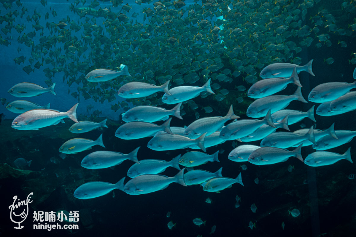 Xpark 水族館|帶一歲寶寶輕鬆放電!開箱10大展區與親子路線攻略 Xpark 水族館|帶一歲寶寶輕鬆放電!開箱10大展區與親子路線攻略