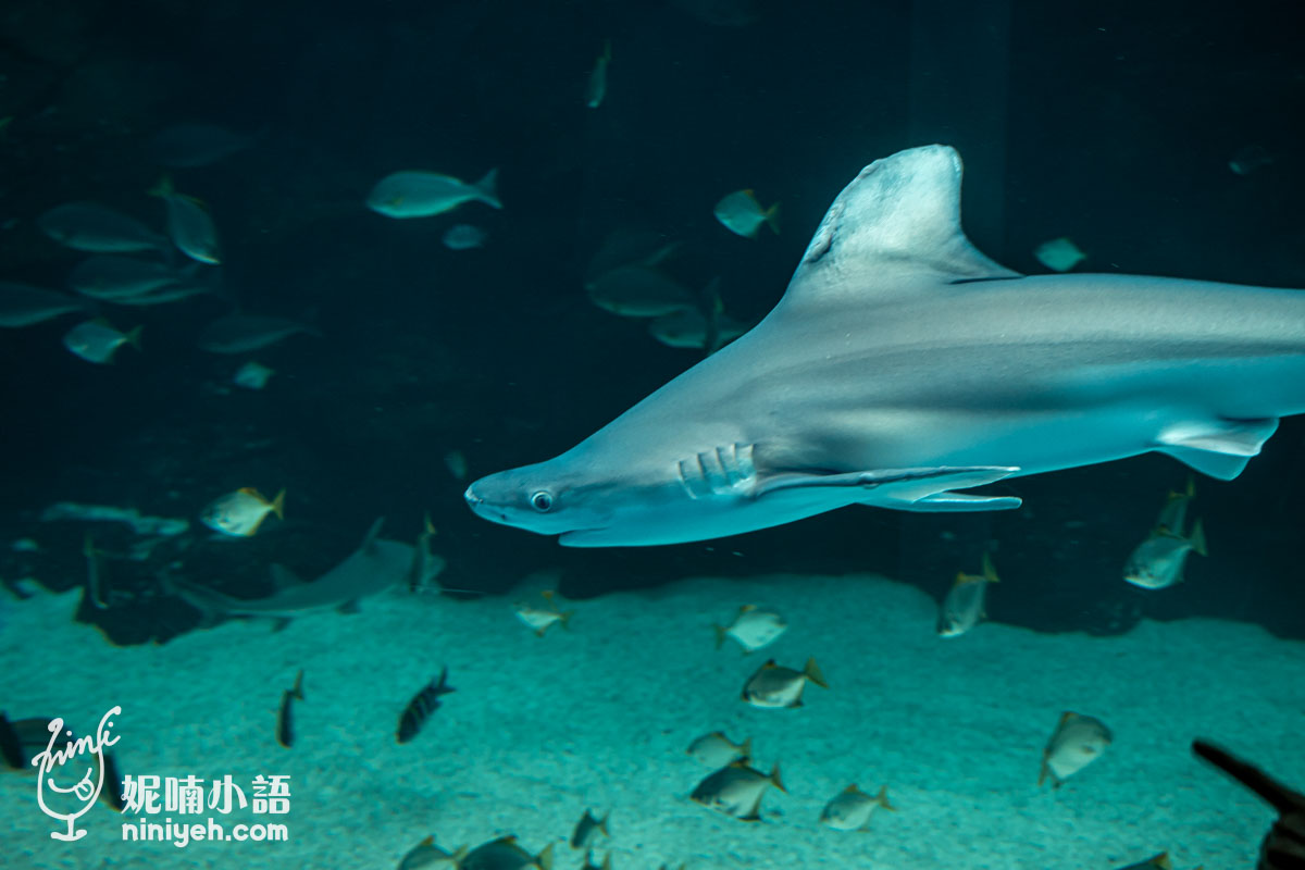 Xpark 水族館|帶一歲寶寶輕鬆放電!開箱10大展區與親子路線攻略 Xpark 水族館|帶一歲寶寶輕鬆放電!開箱10大展區與親子路線攻略