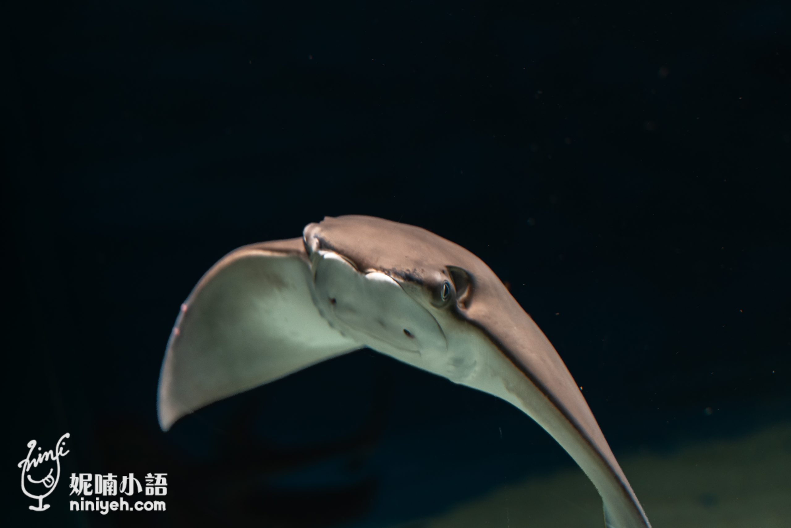 Xpark 水族館|帶一歲寶寶輕鬆放電!開箱10大展區與親子路線攻略 Xpark 水族館|帶一歲寶寶輕鬆放電!開箱10大展區與親子路線攻略