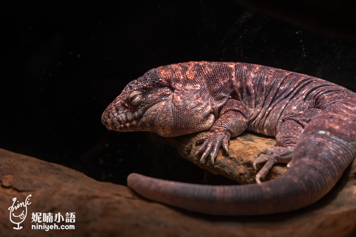 Xpark 水族館|帶一歲寶寶輕鬆放電!開箱10大展區與親子路線攻略 Xpark 水族館|帶一歲寶寶輕鬆放電!開箱10大展區與親子路線攻略
