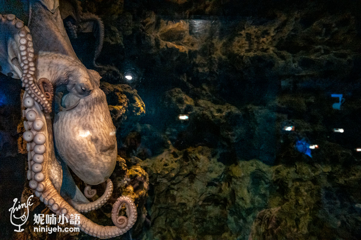 Xpark 水族館|帶一歲寶寶輕鬆放電!開箱10大展區與親子路線攻略 Xpark 水族館|帶一歲寶寶輕鬆放電!開箱10大展區與親子路線攻略