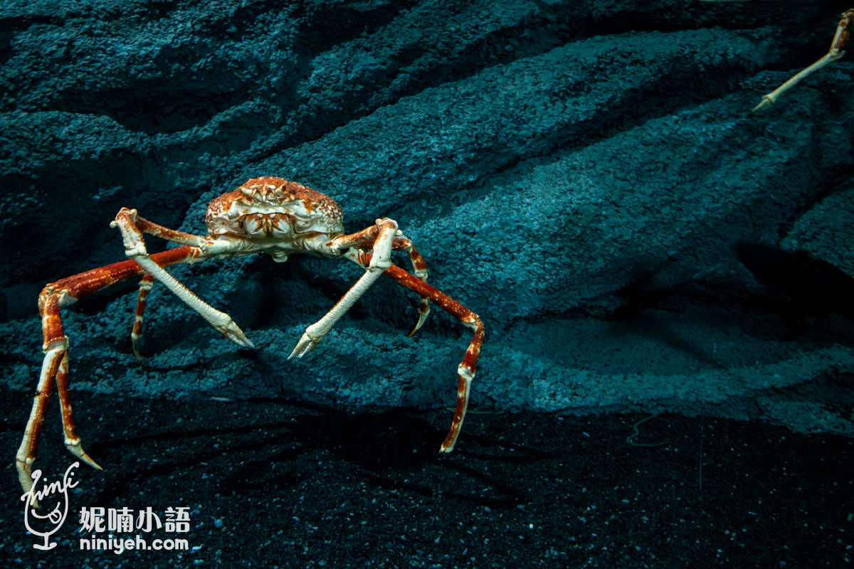 Xpark 水族館|帶一歲寶寶輕鬆放電!開箱10大展區與親子路線攻略 Xpark 水族館|帶一歲寶寶輕鬆放電!開箱10大展區與親子路線攻略