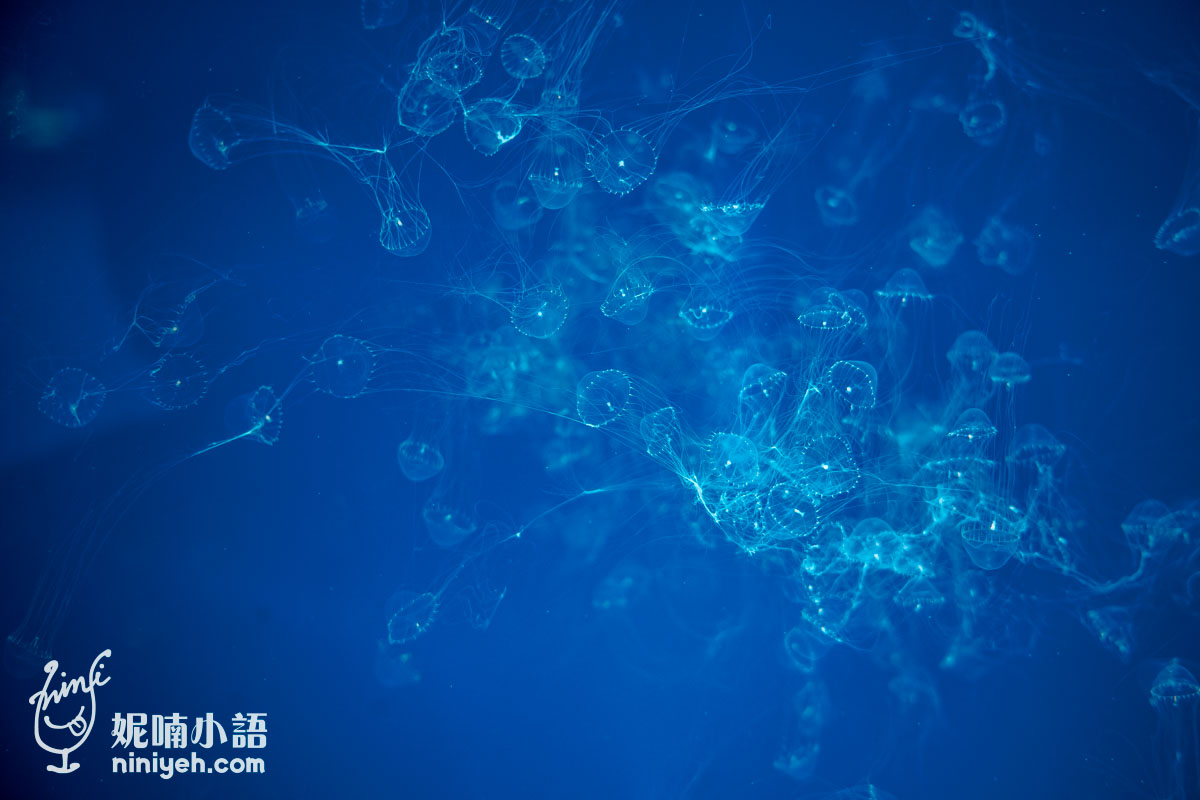 Xpark 水族館|帶一歲寶寶輕鬆放電!開箱10大展區與親子路線攻略 Xpark 水族館|帶一歲寶寶輕鬆放電!開箱10大展區與親子路線攻略