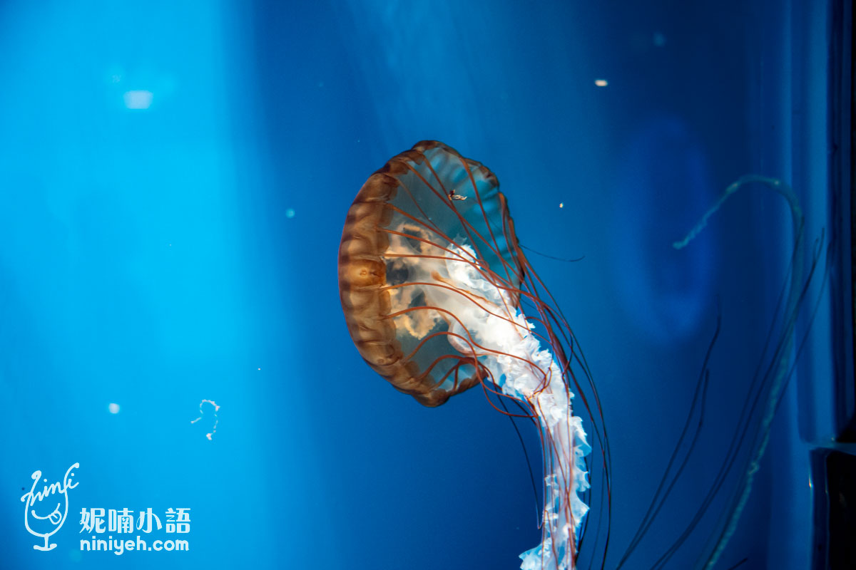 Xpark 水族館|帶一歲寶寶輕鬆放電!開箱10大展區與親子路線攻略 Xpark 水族館|帶一歲寶寶輕鬆放電!開箱10大展區與親子路線攻略