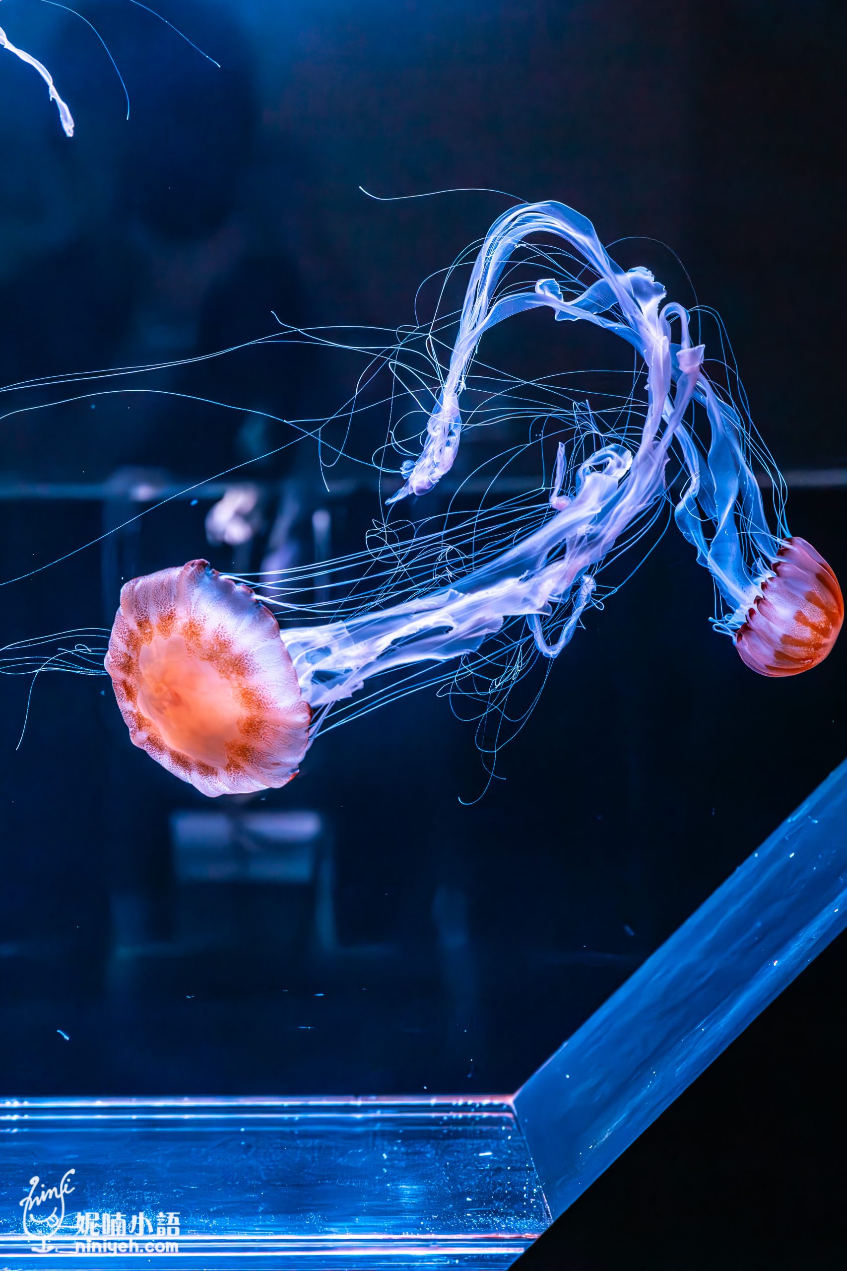 Xpark 水族館|帶一歲寶寶輕鬆放電!開箱10大展區與親子路線攻略 Xpark 水族館|帶一歲寶寶輕鬆放電!開箱10大展區與親子路線攻略