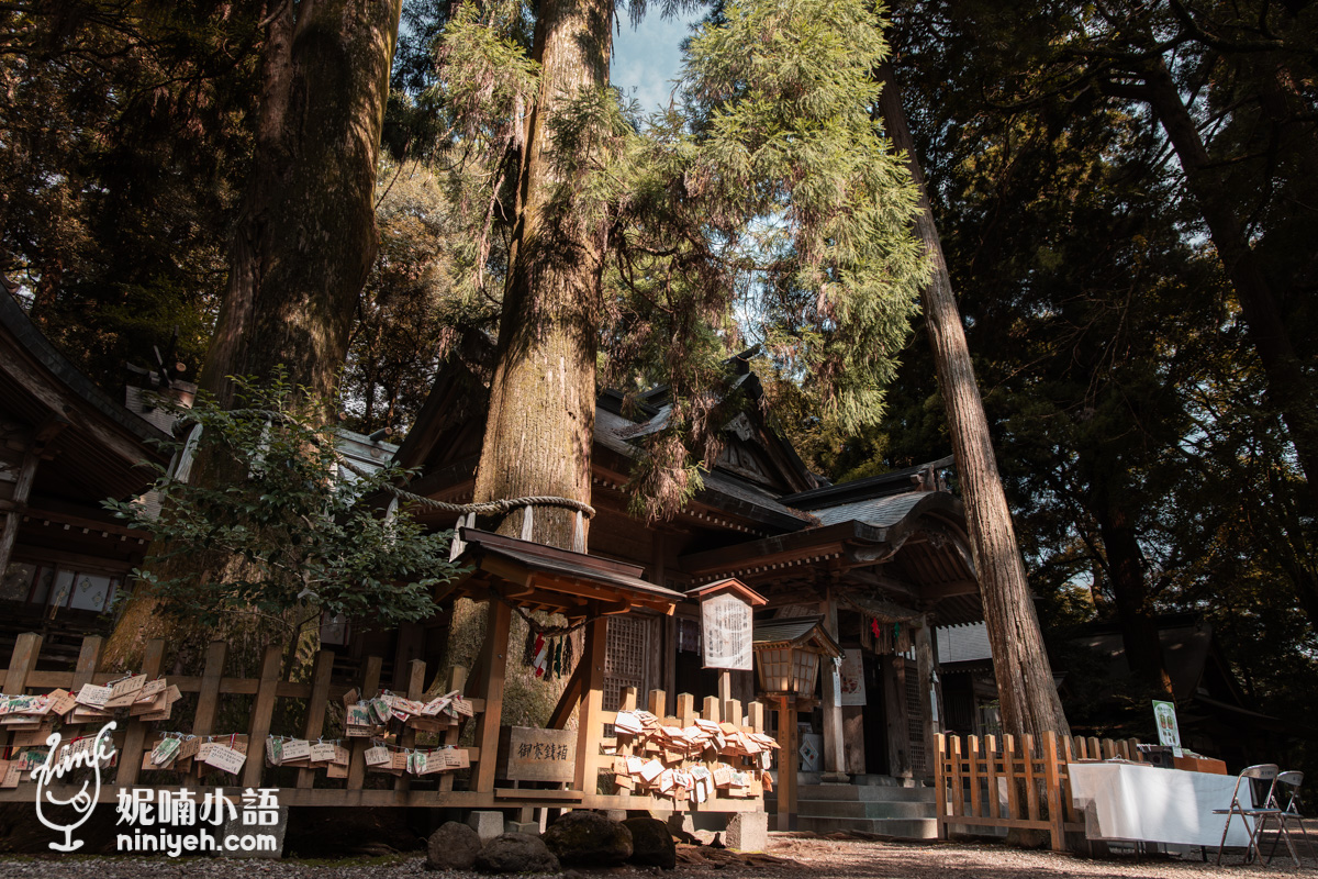 高千穗神社夫婦杉與本殿仰角全景