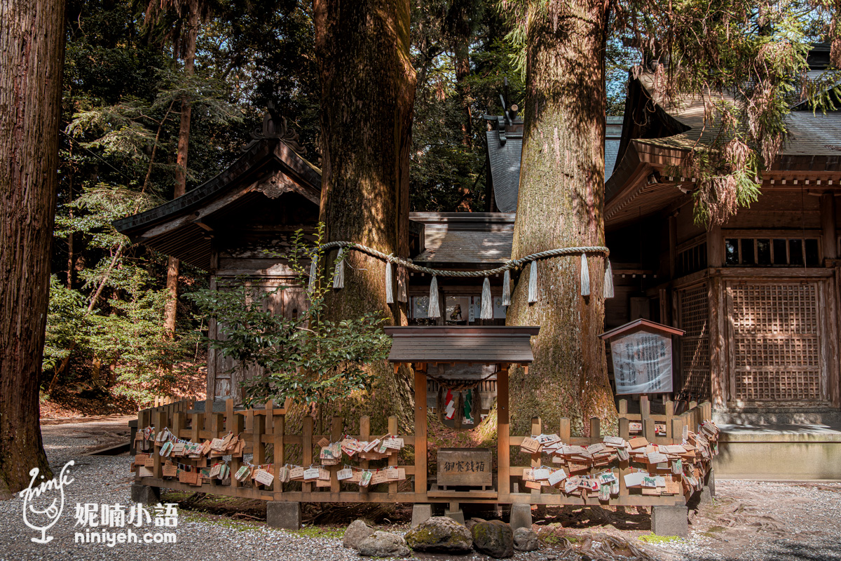 高千穗神社夫婦杉御神木與注連繩